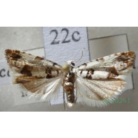 Eucosma campoliliana (Denis & Schiffermüller, 1775) Czech22c